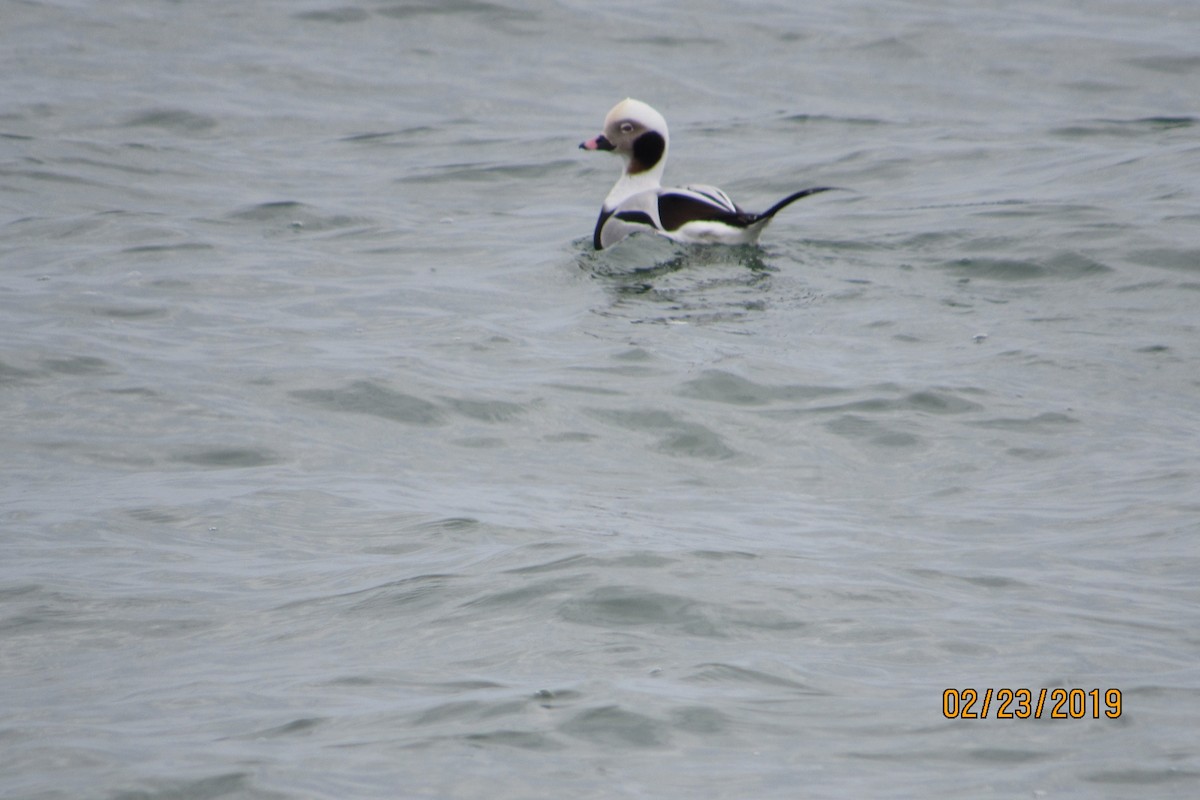Long-tailed Duck - ML142583741