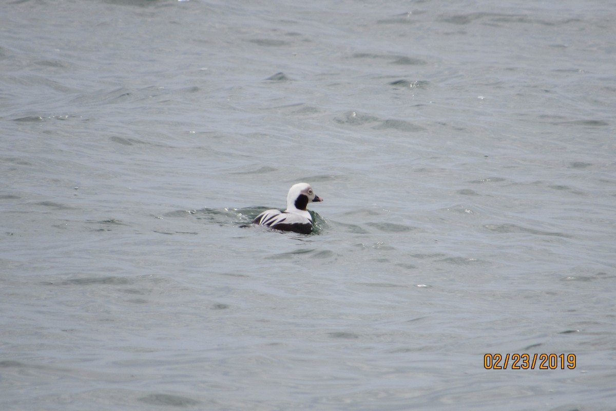 Long-tailed Duck - Mickey Ryan