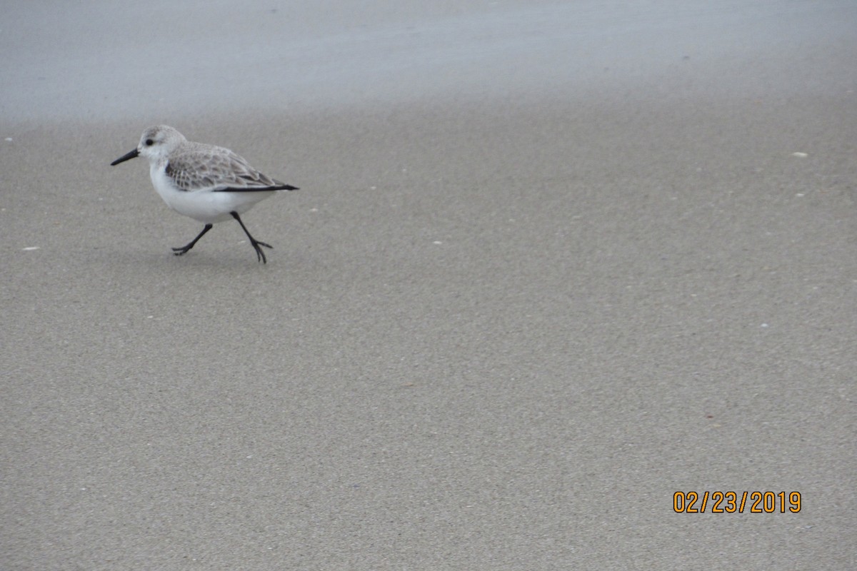 Sanderling - ML142583811