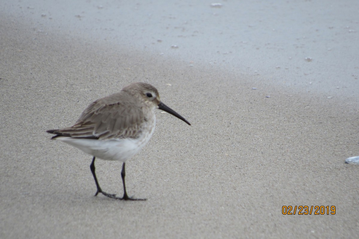 Dunlin - ML142583881