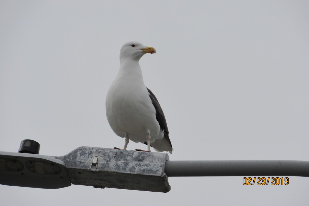 Great Black-backed Gull - ML142583951