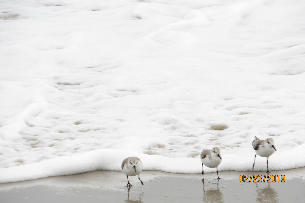 Sanderling - Mickey Ryan