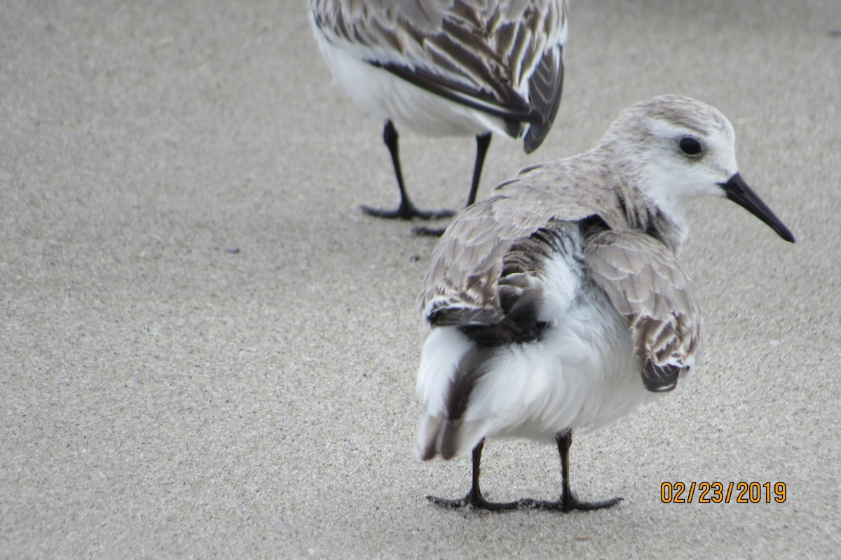 Sanderling - ML142584141