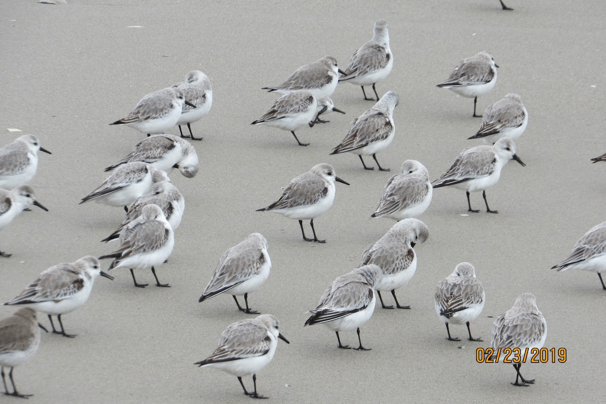 Sanderling - ML142584151