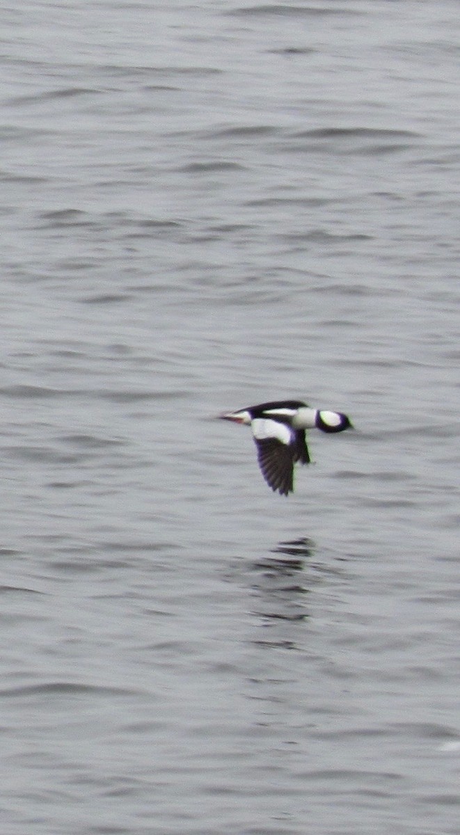 Bufflehead - ML142584231