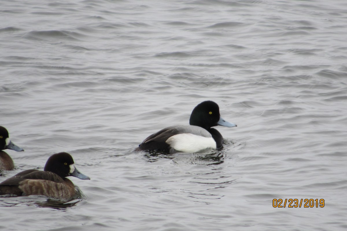 Greater Scaup - ML142584261