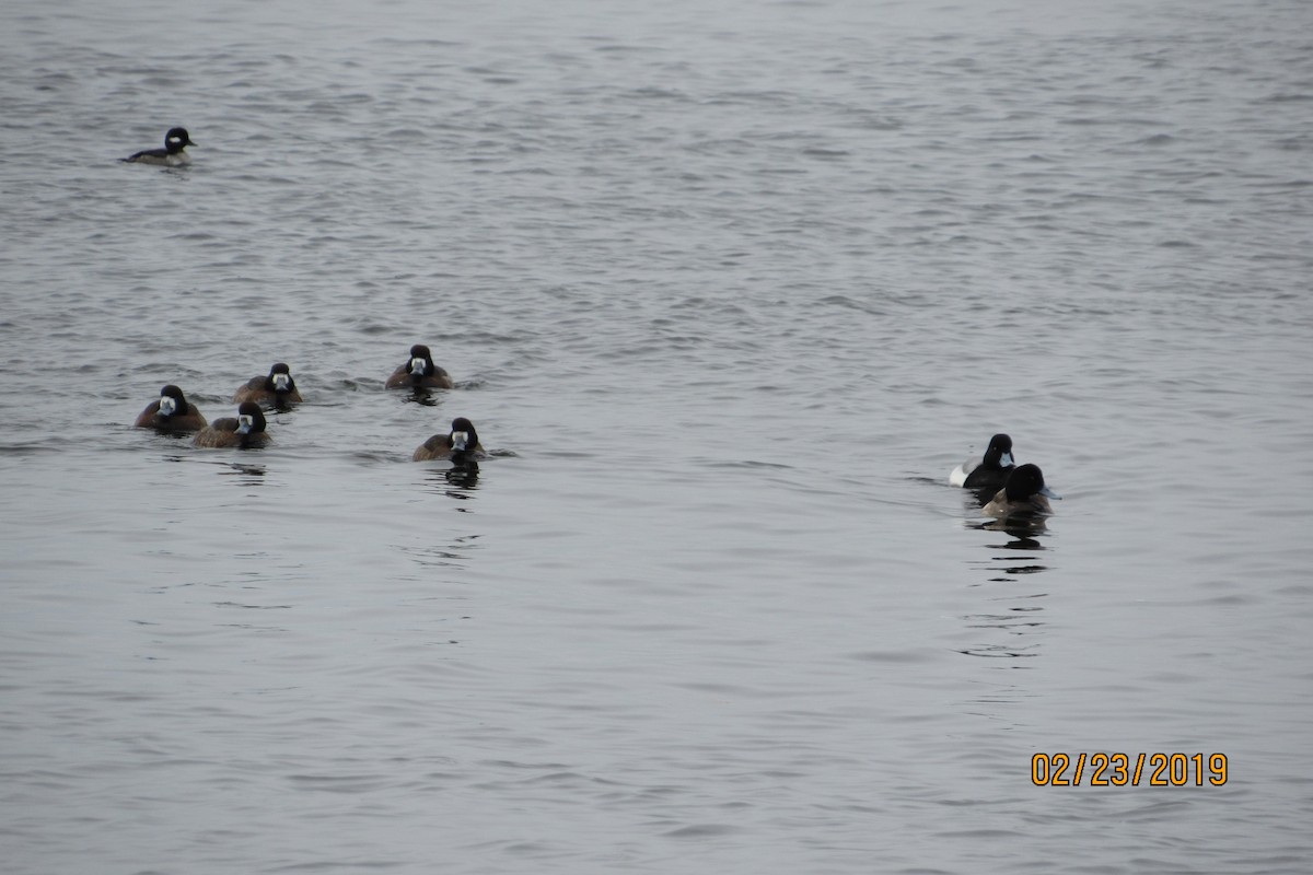 Greater Scaup - ML142584271