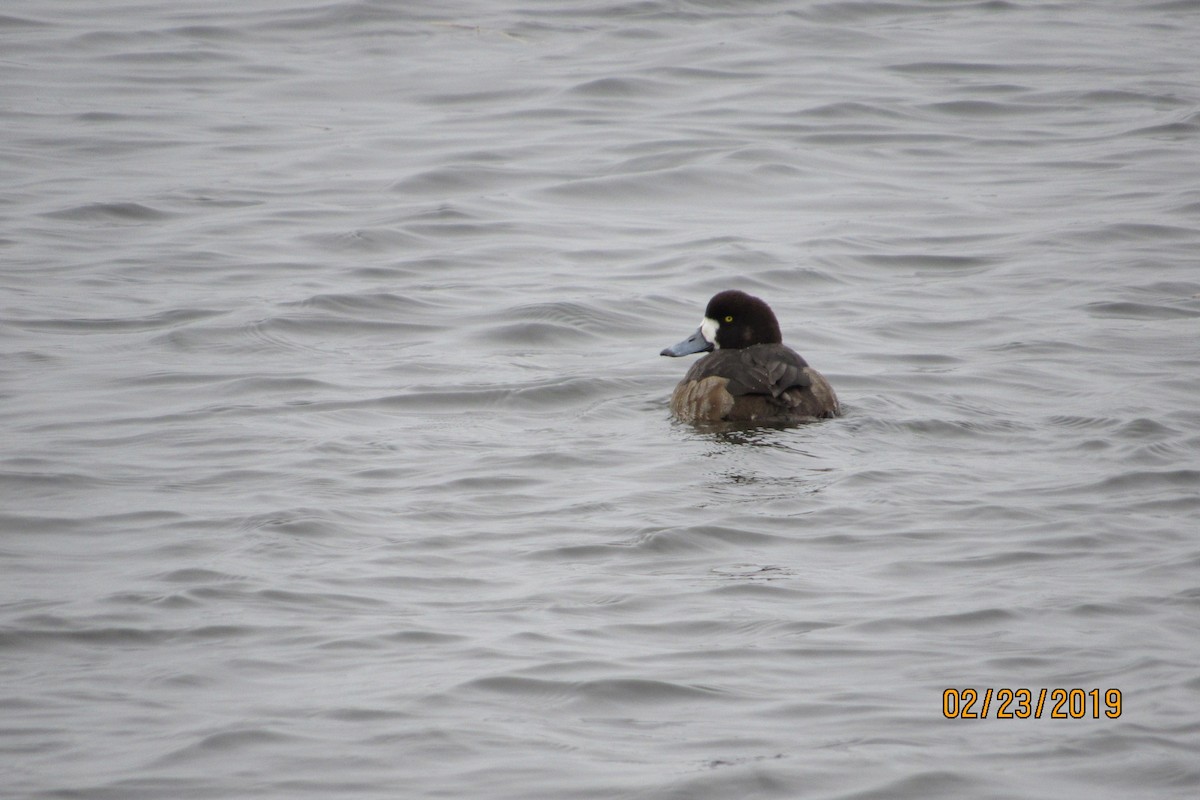 Greater Scaup - ML142584281