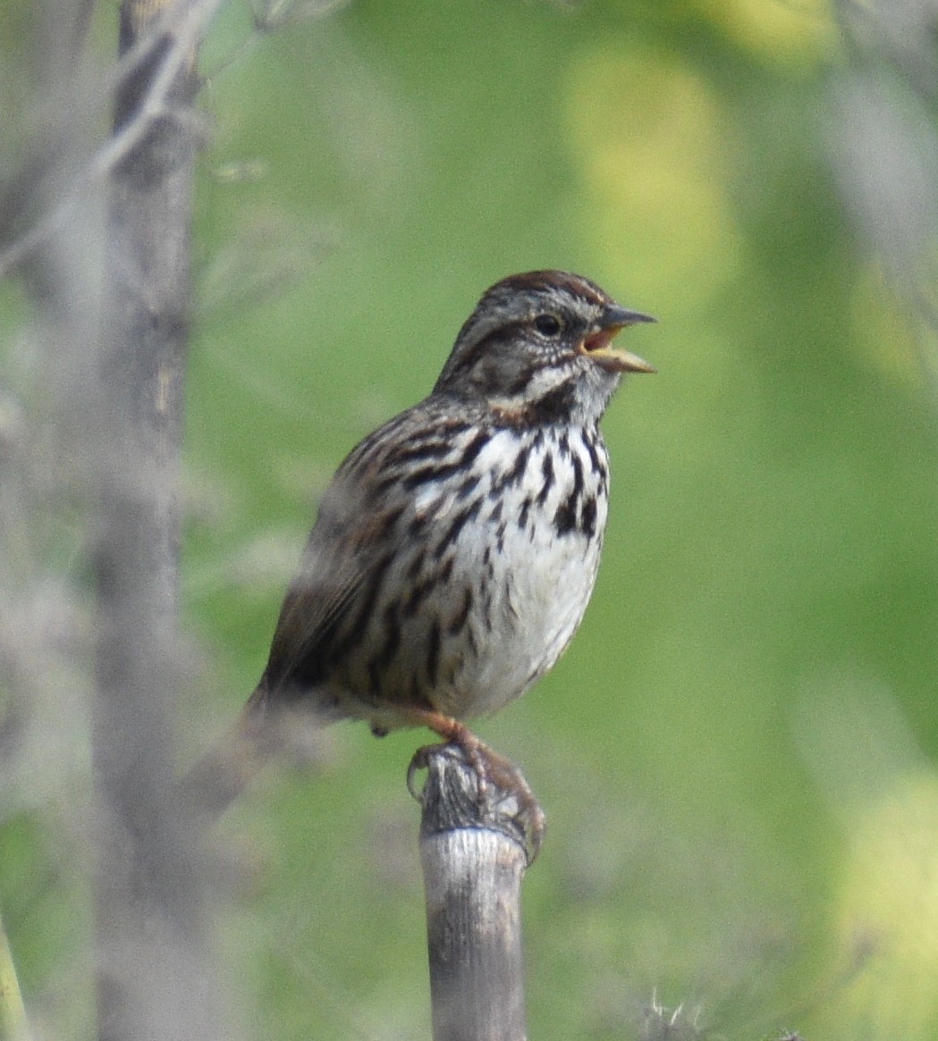 Song Sparrow - Fred Werner