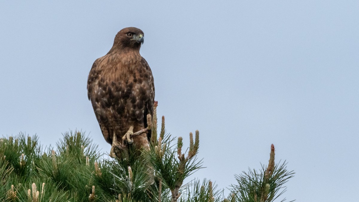 Red-tailed Hawk - ML142585161