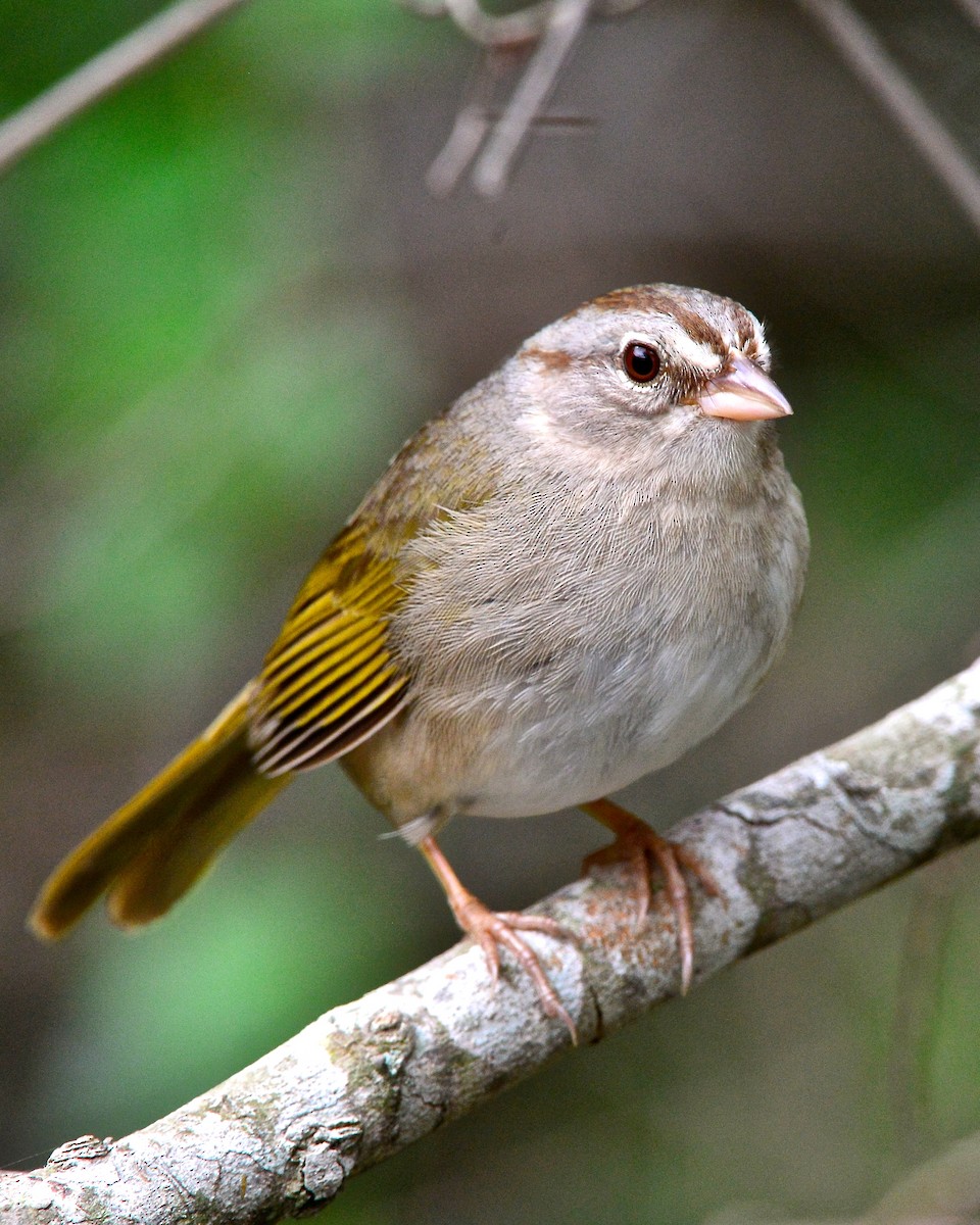 Olive Sparrow - Gerald Friesen