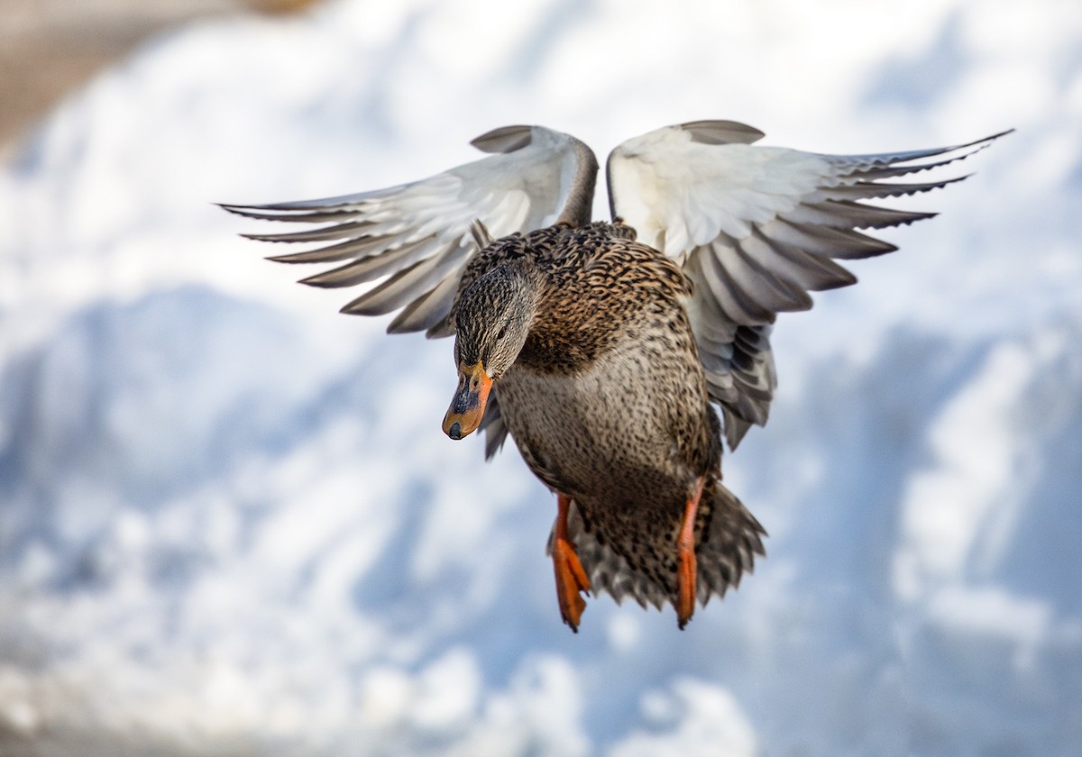 Canard colvert - ML142585471