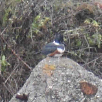 Belted Kingfisher - ML142585511