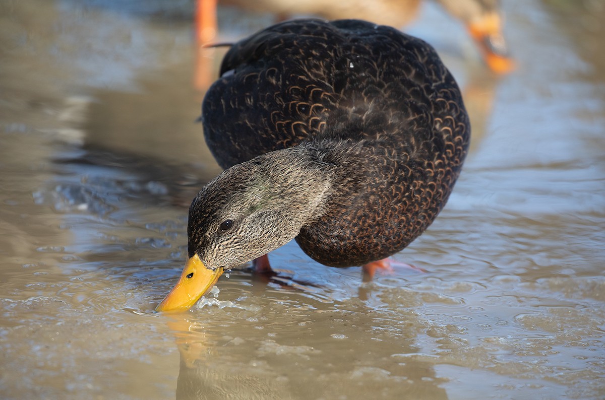 Canard noir - ML142585541