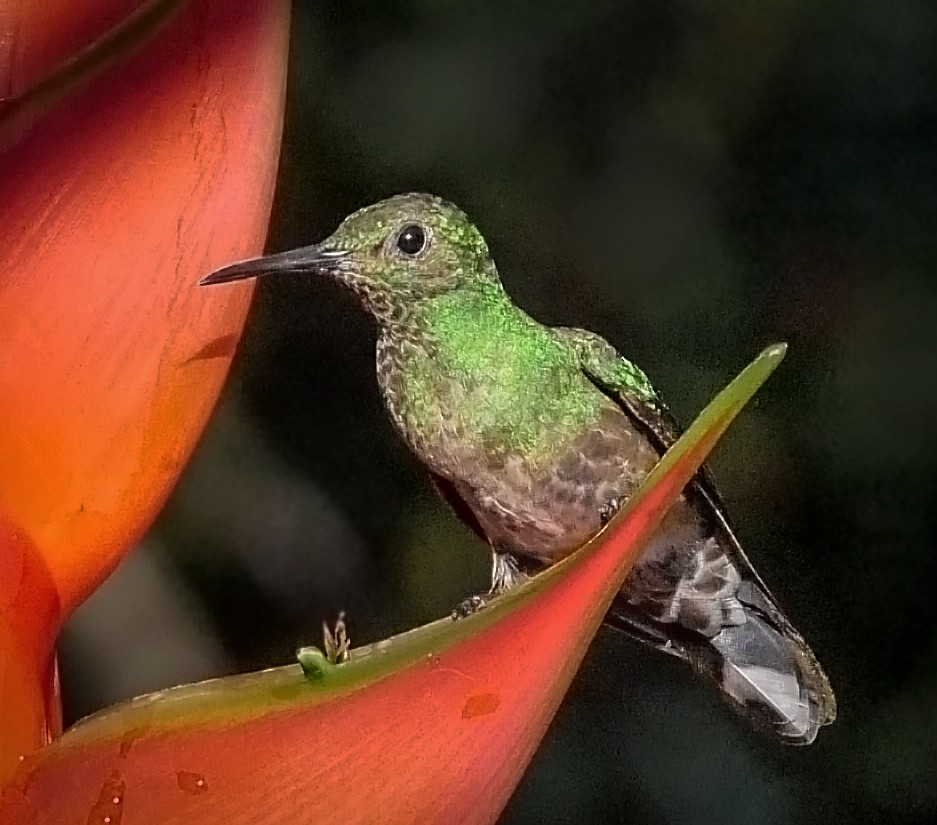 kolibřík skvrnitoprsý - ML142586571