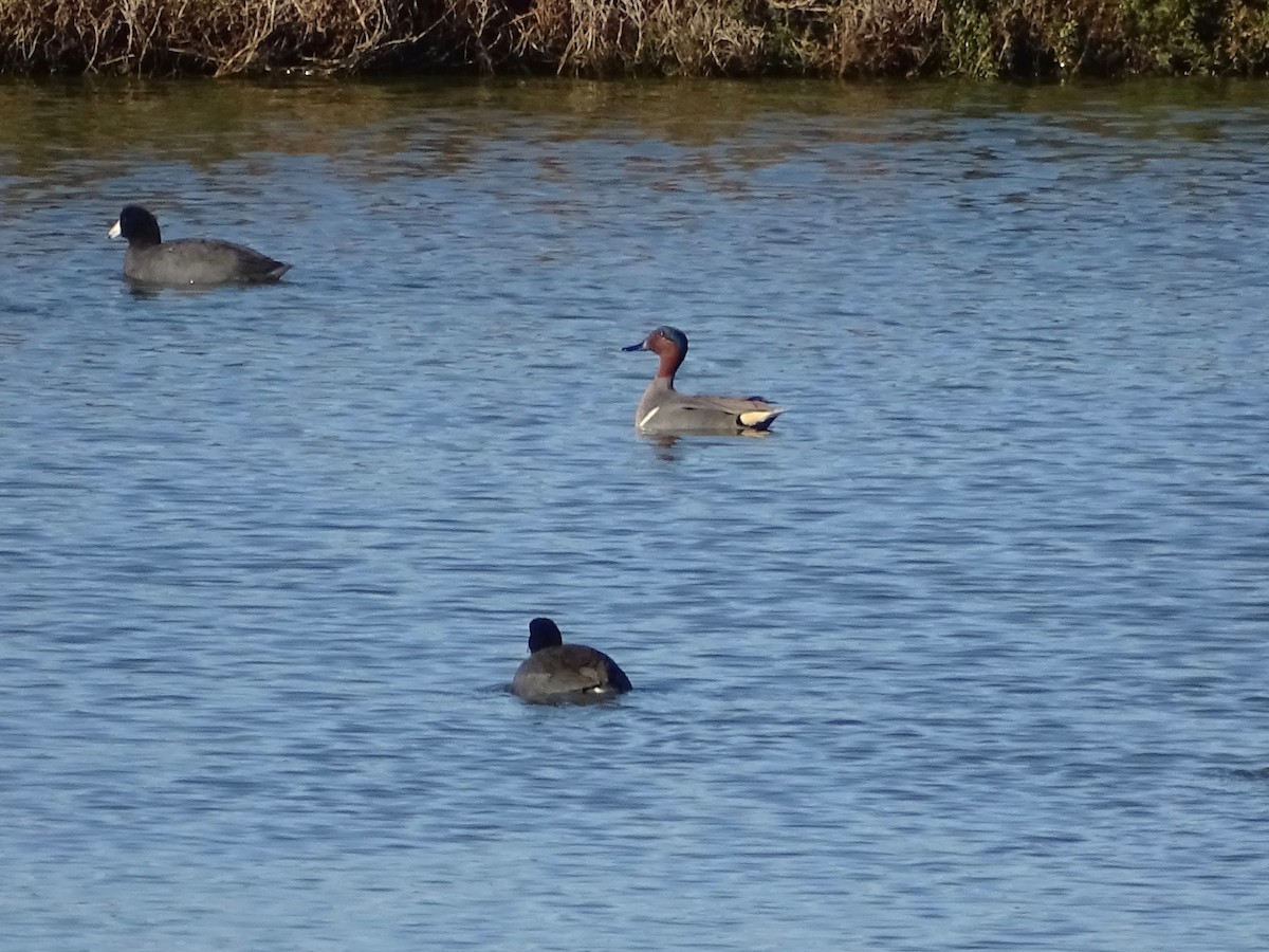 Green-winged Teal - ML142587451