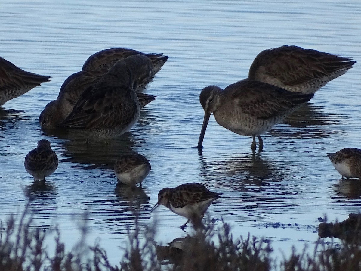 Long-billed Dowitcher - Jeffrey Roth