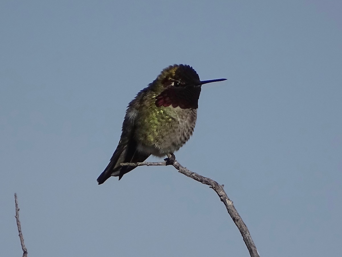 Anna's Hummingbird - ML142588561