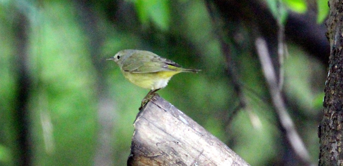 Orange-crowned Warbler - ML142588791