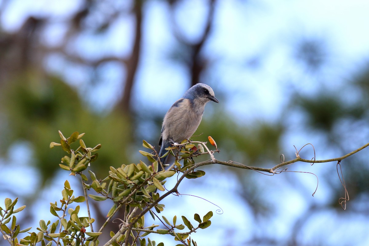 Florida Scrub-Jay - ML142588931