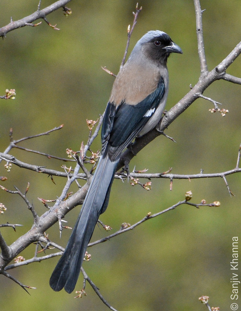 Gray Treepie - Sanjiv Khanna