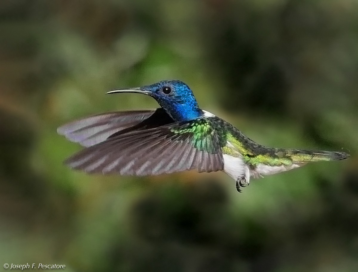 White-necked Jacobin - ML142590761