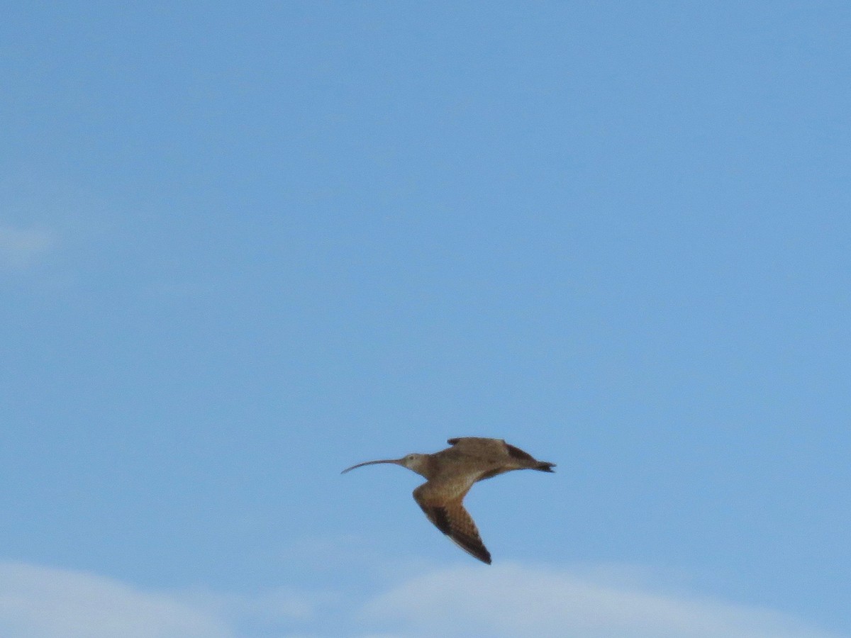 Long-billed Curlew - ML142590801