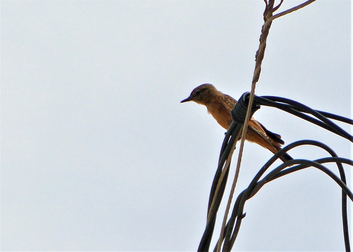 Cliff Flycatcher - ML142592091