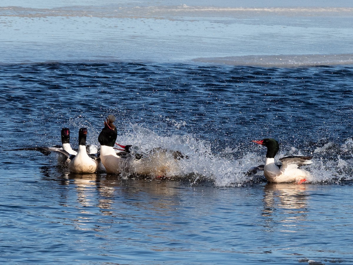 Common Merganser - ML142595451