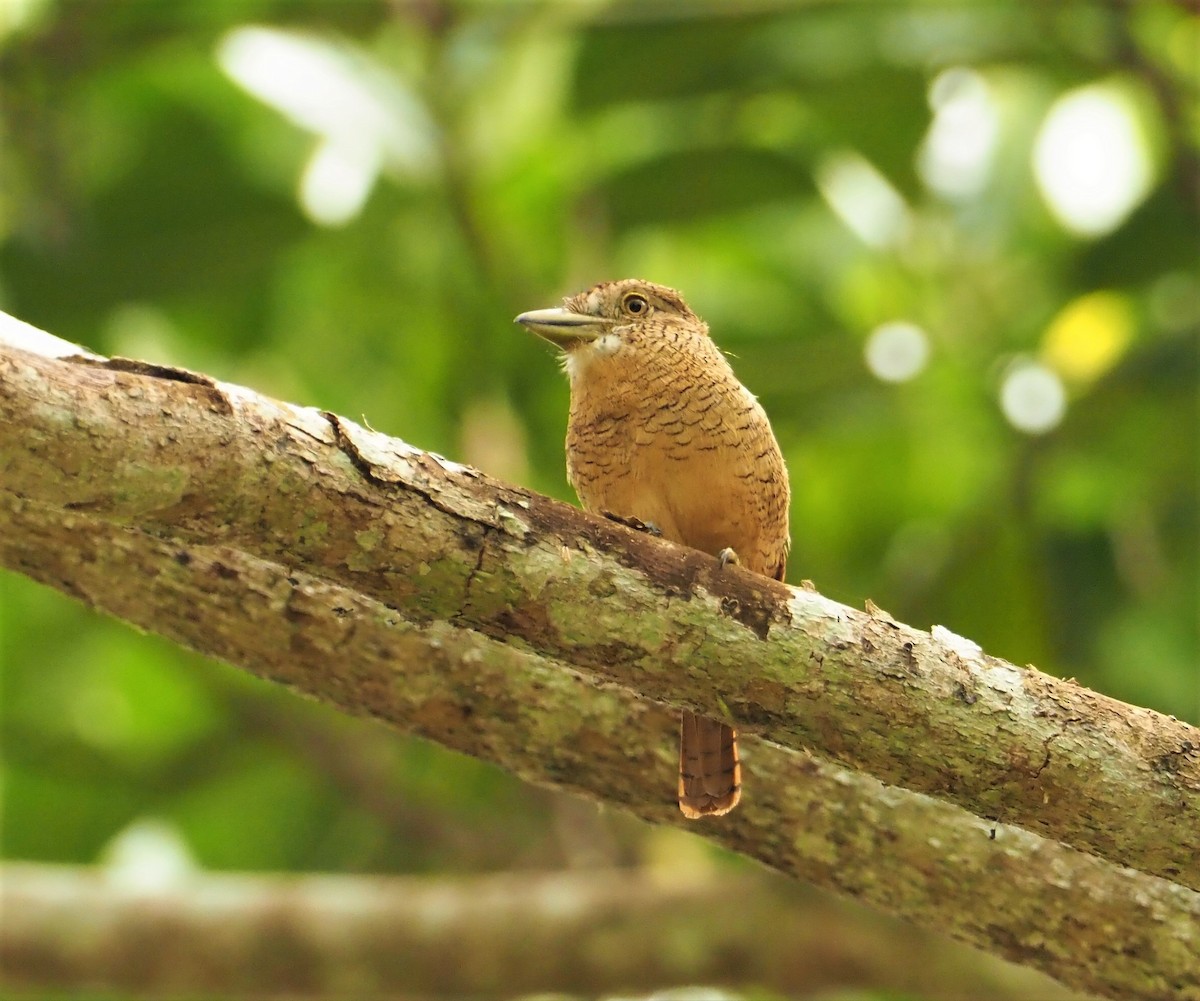 Barred Puffbird - ML142595471