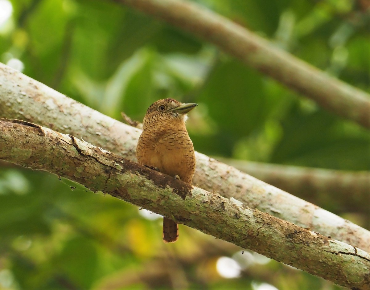 Barred Puffbird - ML142595481