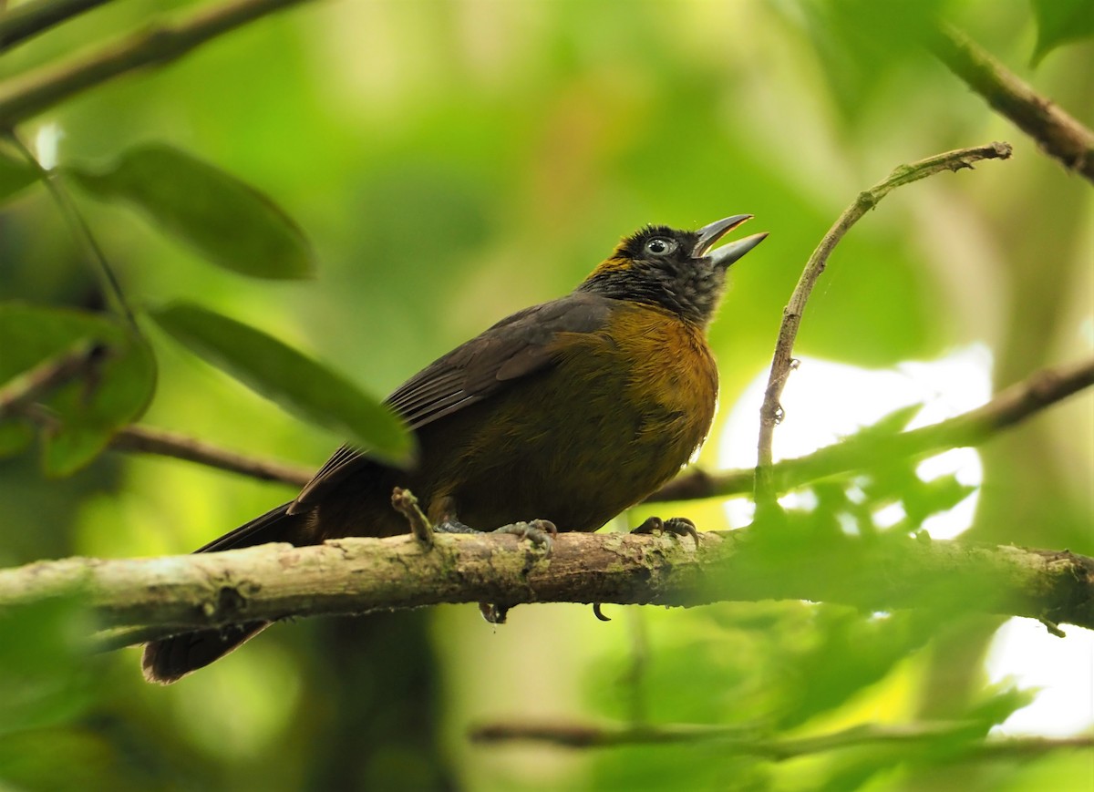 Dusky-faced Tanager - Daniel Aldana | Ornis Birding Expeditions