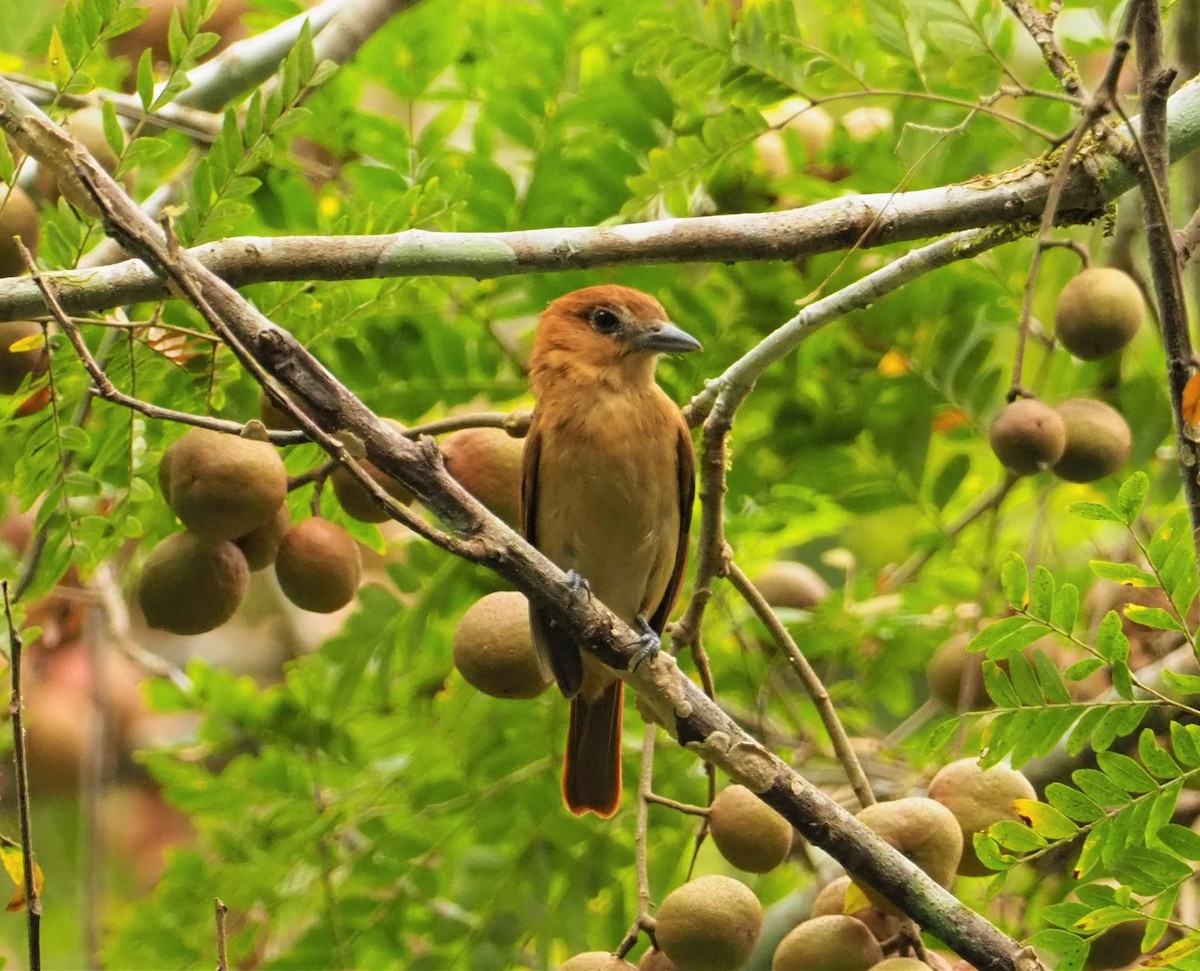 Cinnamon Becard - Daniel Aldana | Ornis Birding Expeditions