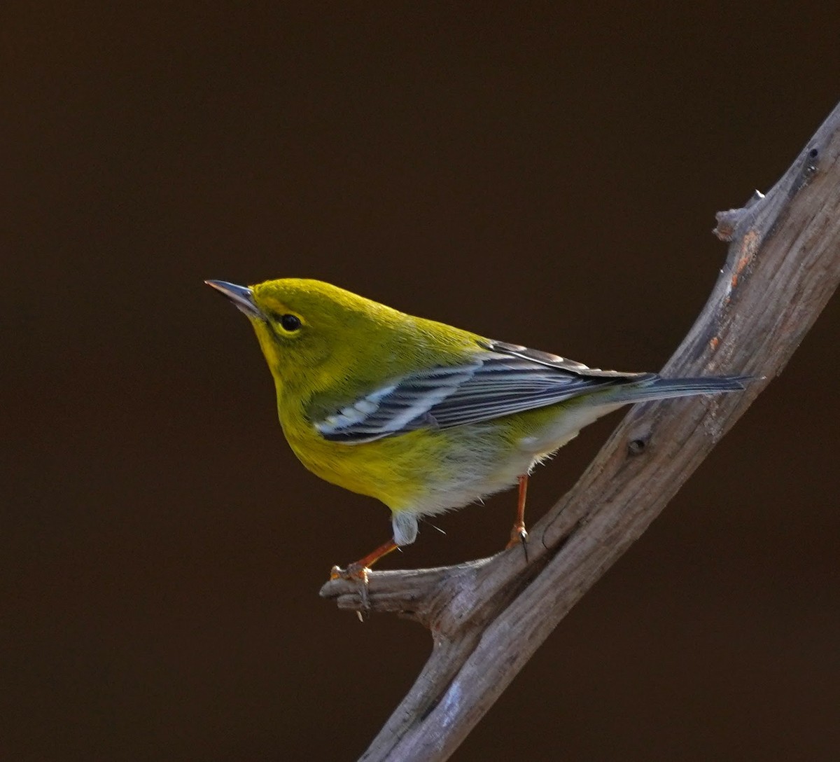 Pine Warbler - ML142595641