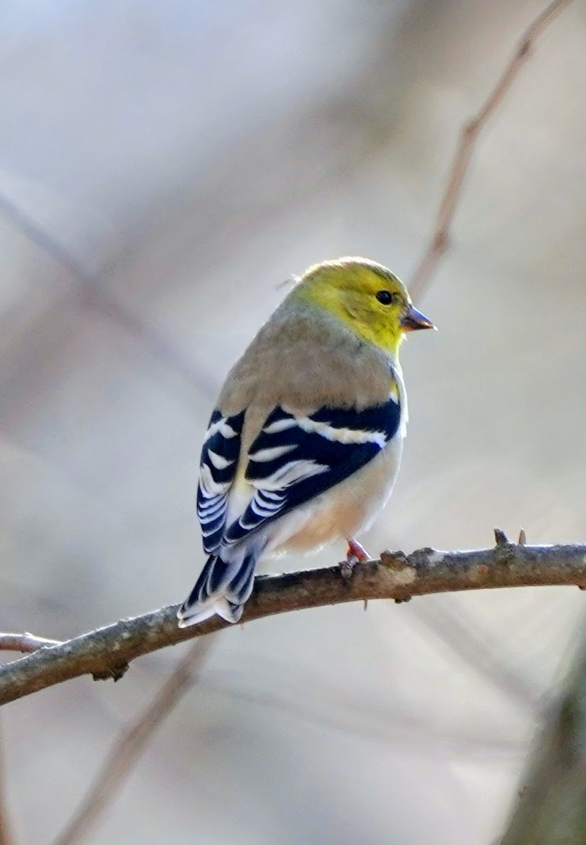 American Goldfinch - ML142595741