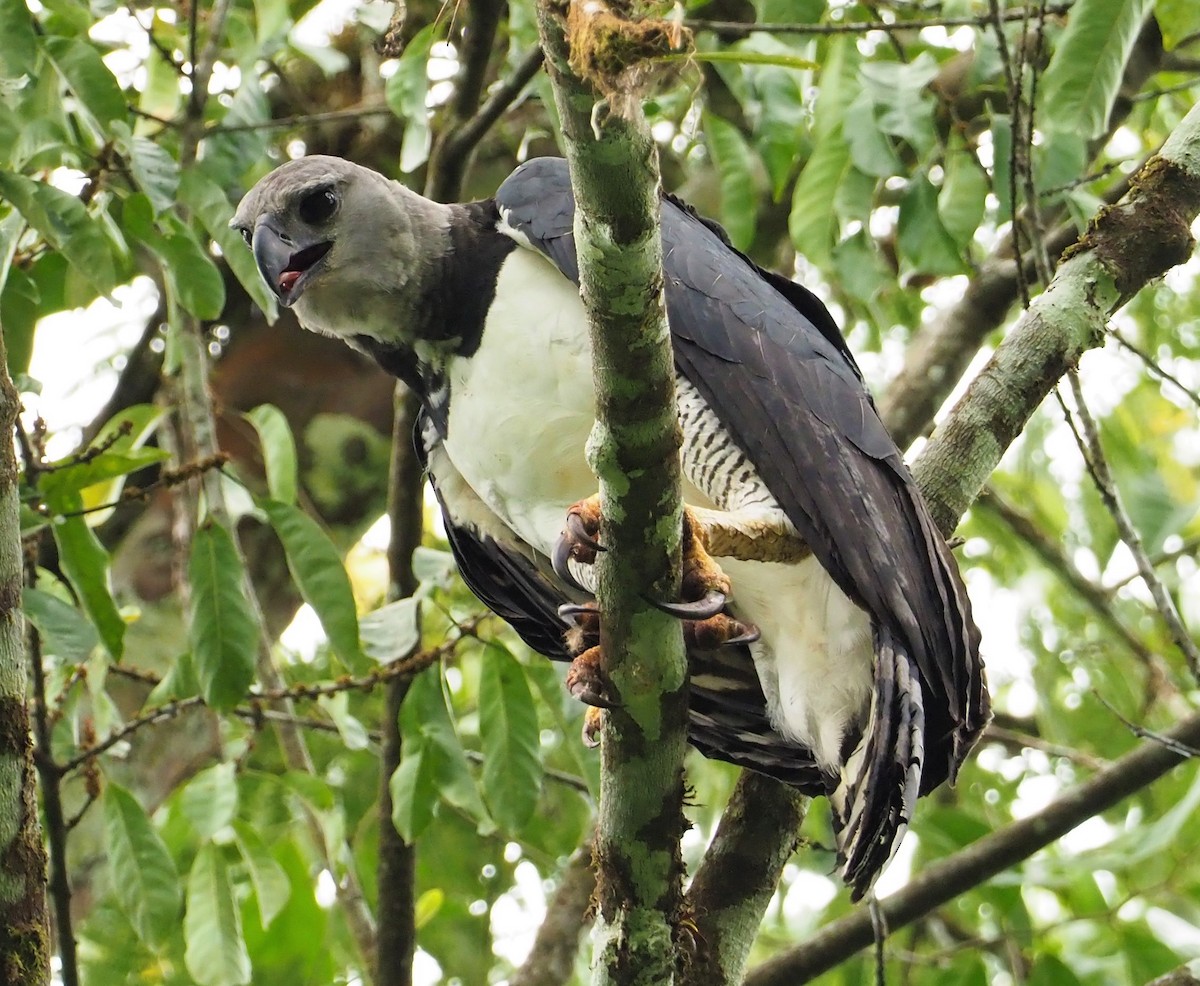 Harpy Eagle - ML142595951