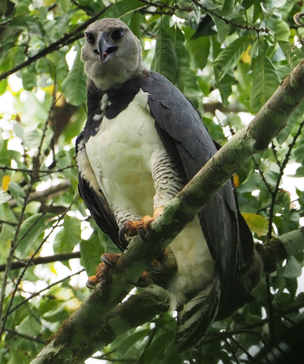 Harpy Eagle - Daniel Aldana | Ornis Birding Expeditions