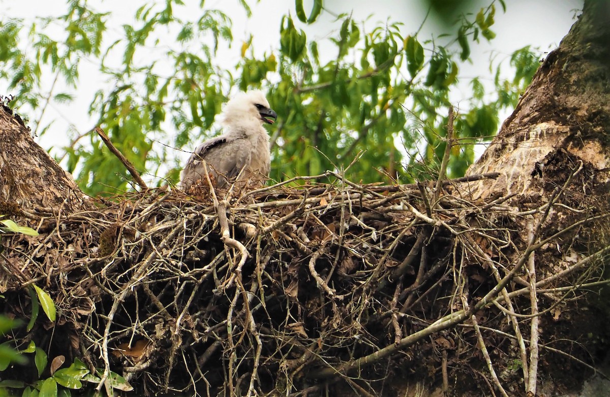 Harpy Eagle - ML142596041
