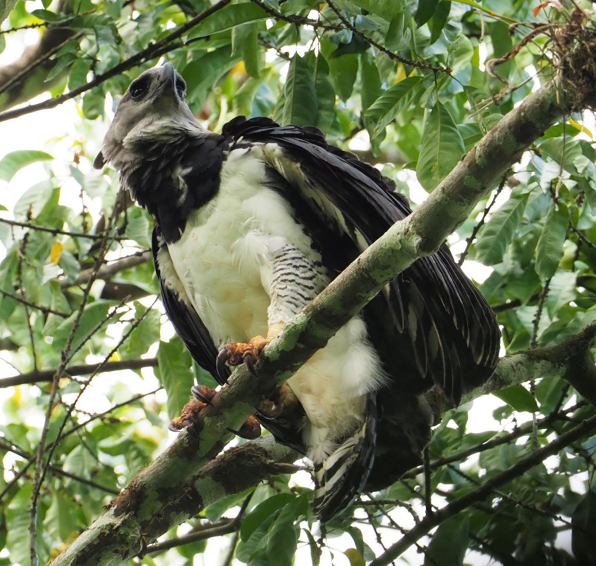 Harpy Eagle - ML142596051