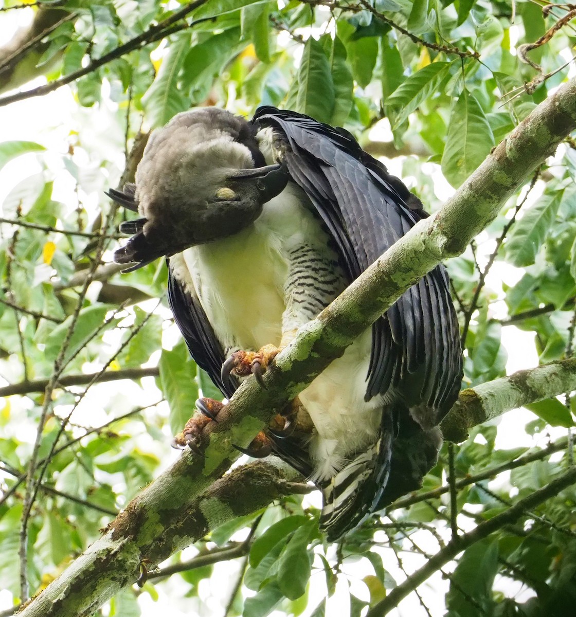 Harpy Eagle - ML142596061