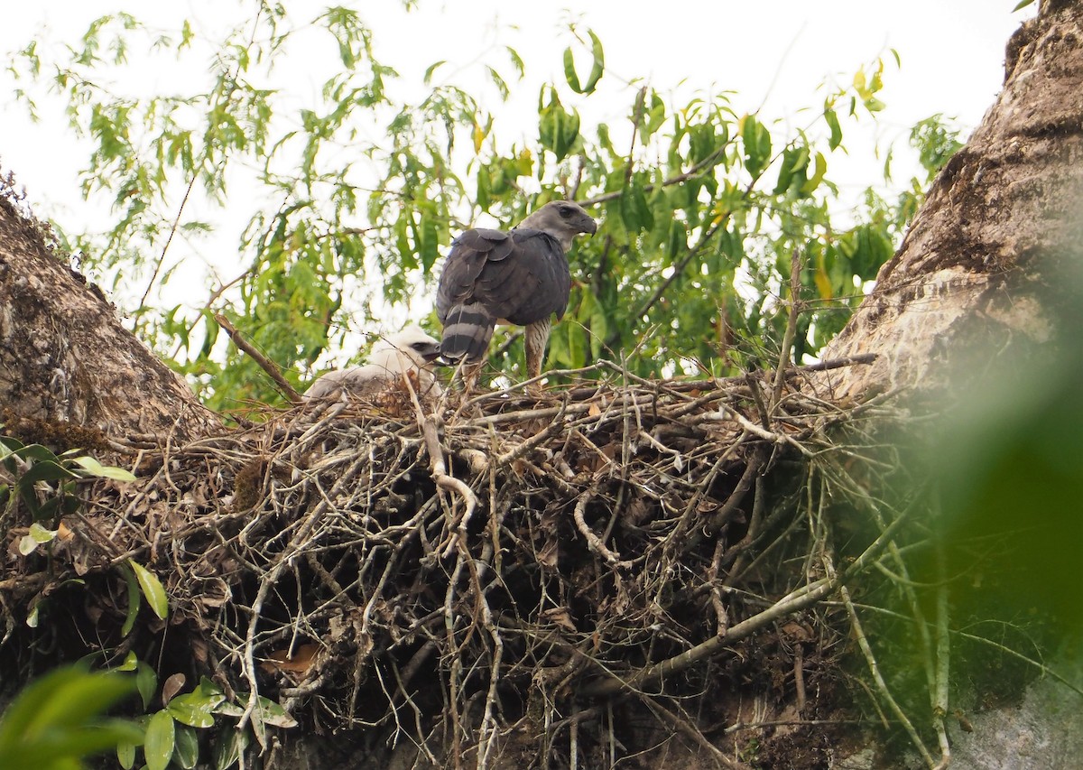 Harpy Eagle - ML142596081