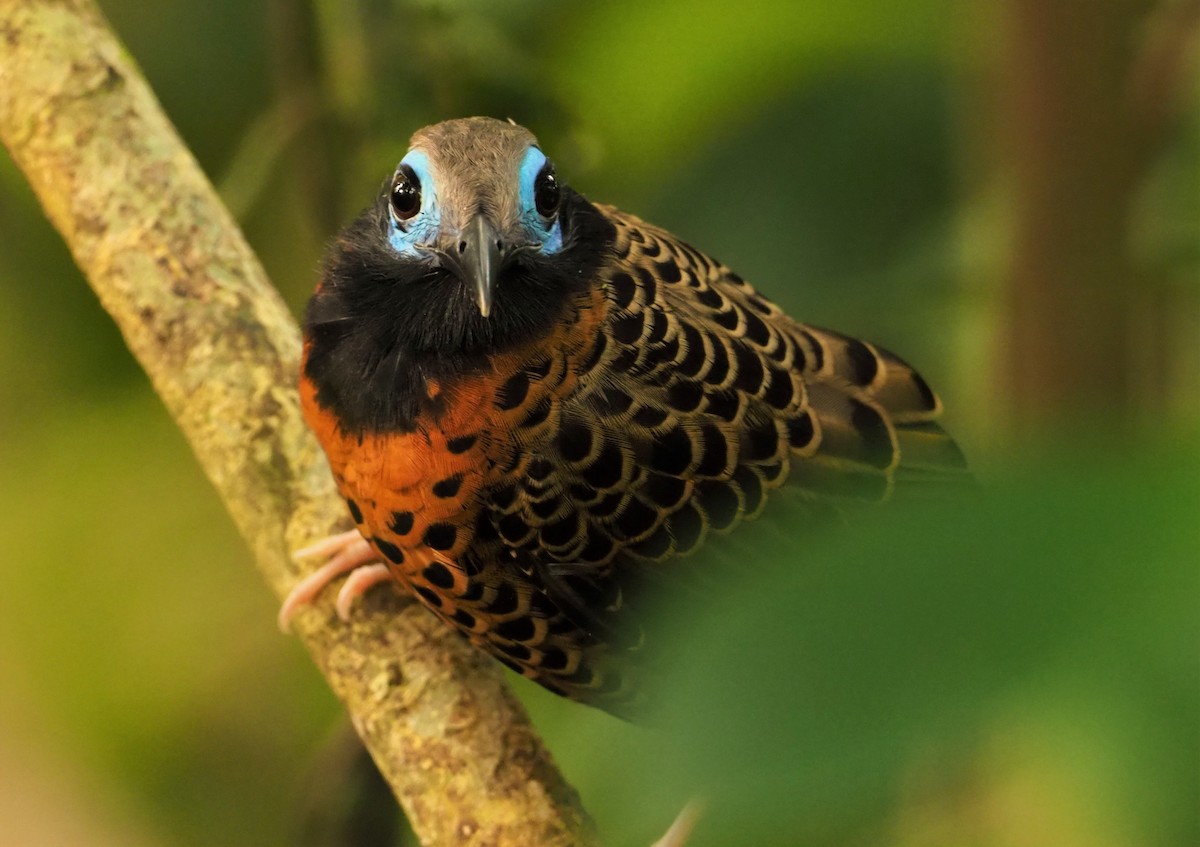 Ocellated Antbird - ML142596431