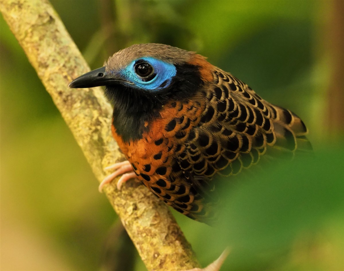 Ocellated Antbird - ML142596441