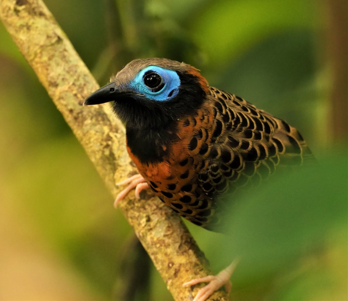 Ocellated Antbird - ML142596491