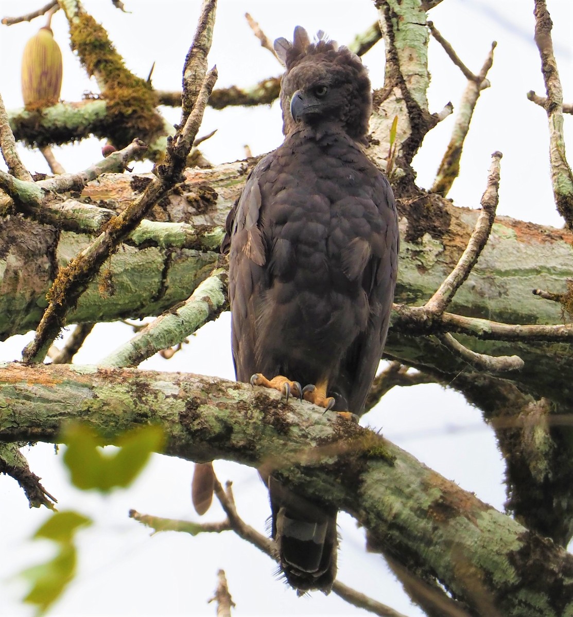 Crested Eagle - ML142597091