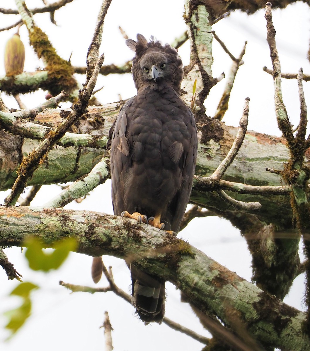 Crested Eagle - ML142597111