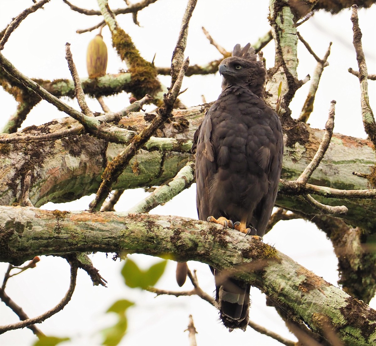 Crested Eagle - ML142597121