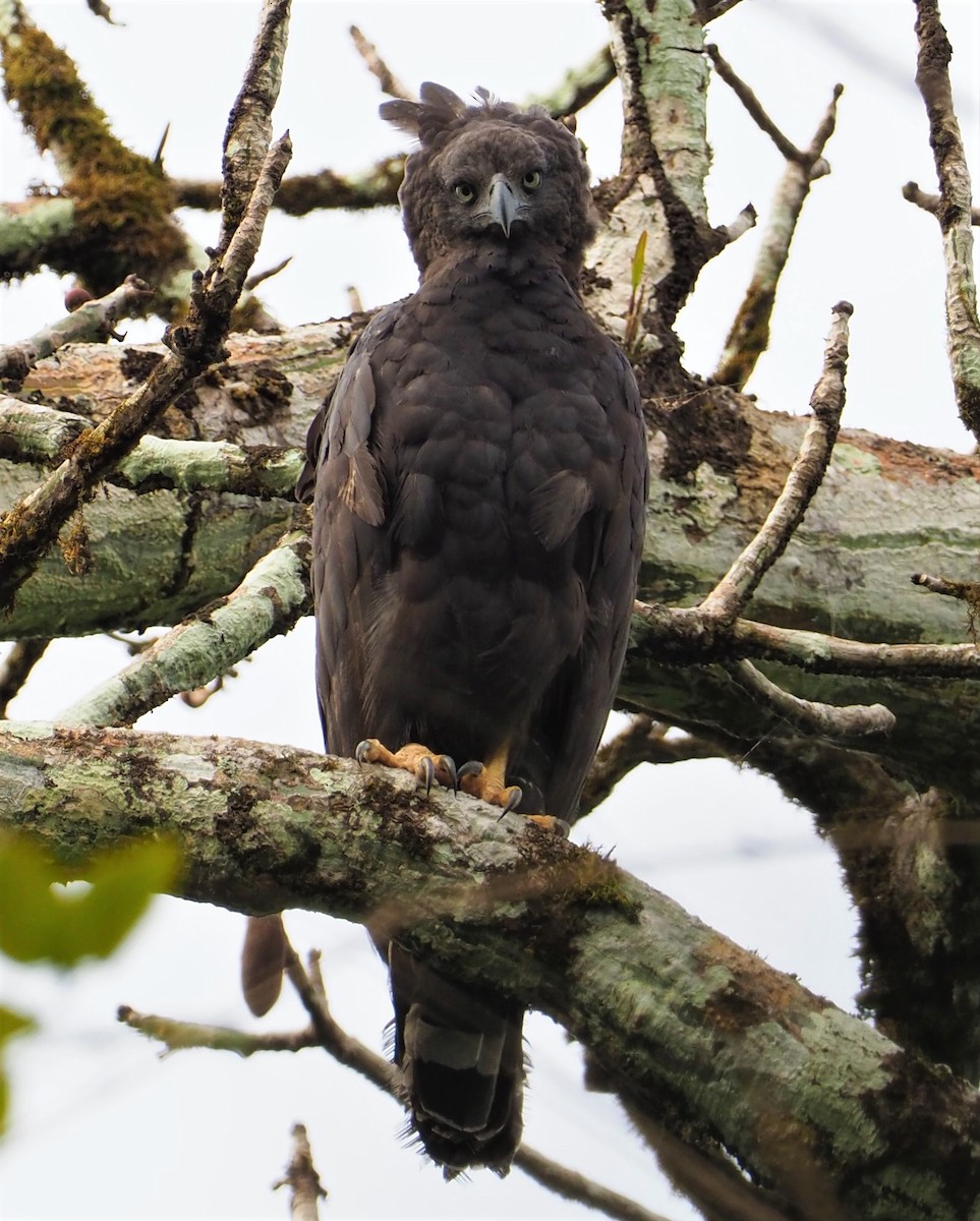 Crested Eagle - ML142597131