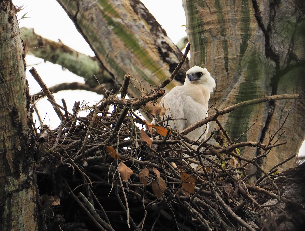 Crested Eagle - ML142597141