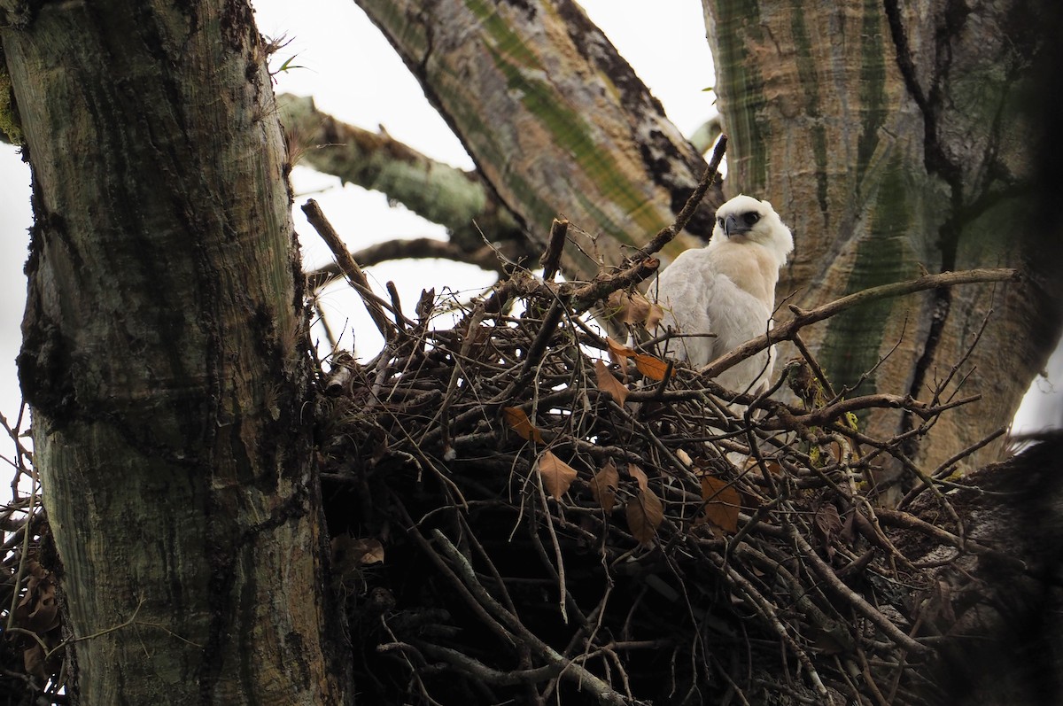 Crested Eagle - ML142597151